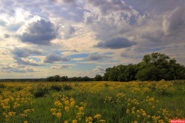 Луговые степи Нижегородской области