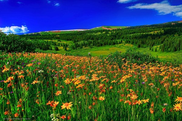 Красивый луг