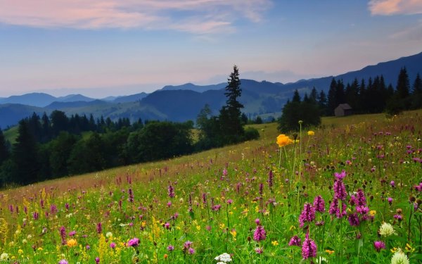 Разнотравье Алтайского края