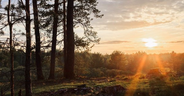 Поля в Твери