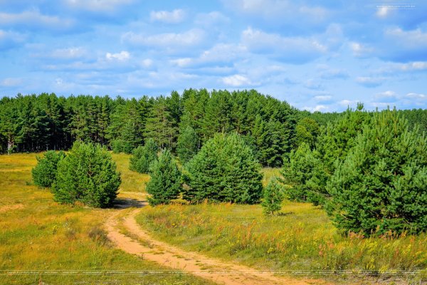 Тверская область природа лесами