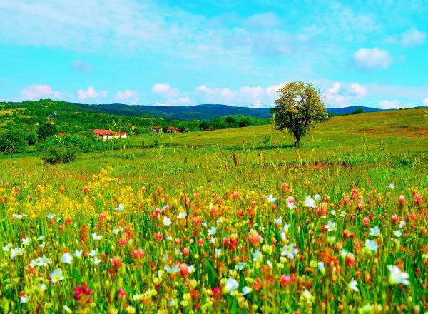 Летние Луга центральной России