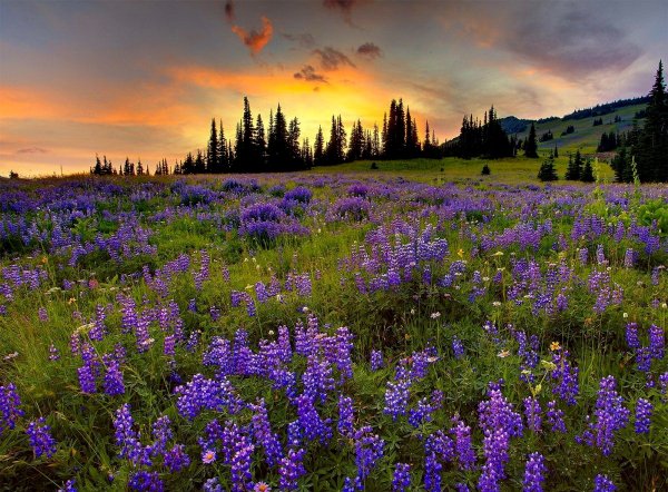 Луга Подмосковные