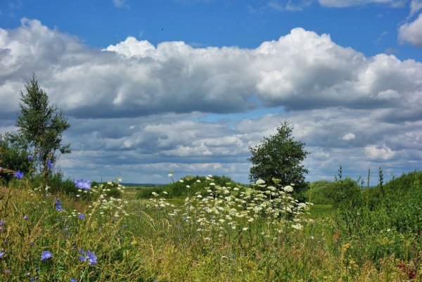 Луга Псковская область