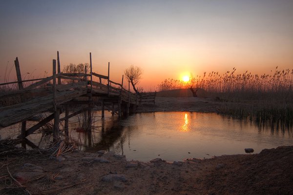 Ильмень сухота