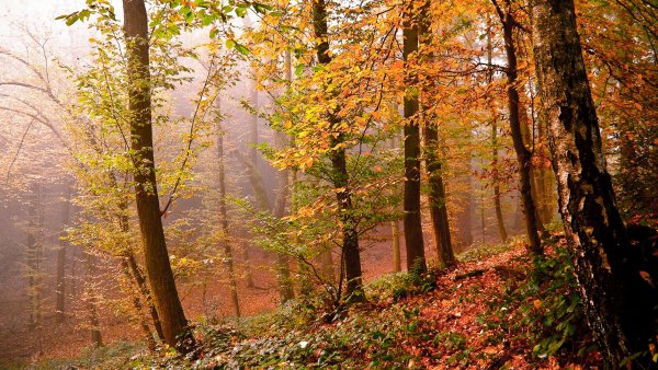 Природа лес осень