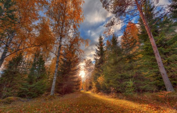 Осенний лес