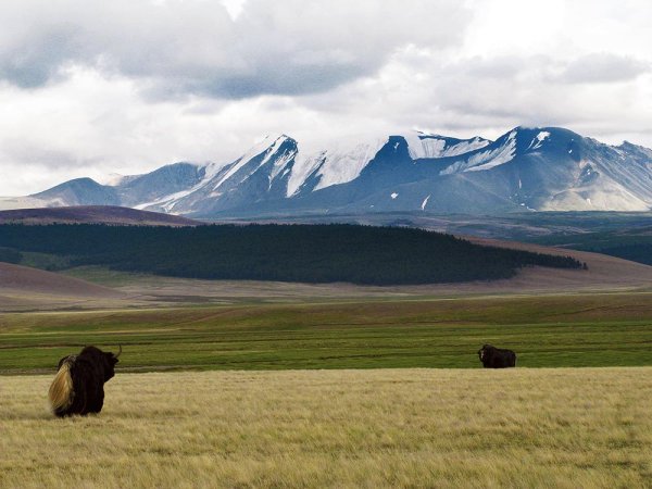 Тыва Чеди хол природа