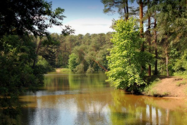 Река лето сосны Звенигород