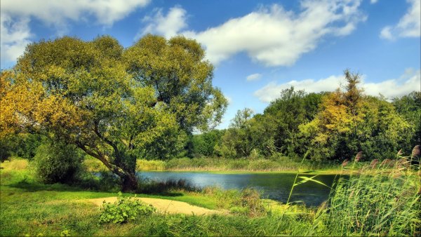 Природа река деревья