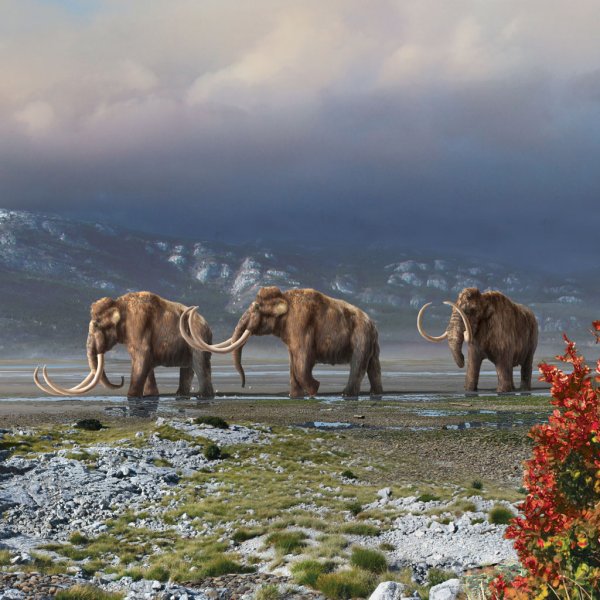 Мегафауна Мамонтовая