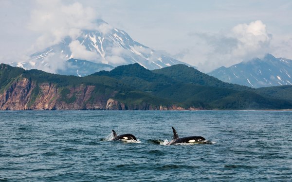 Петропавловск-Камчатский океан