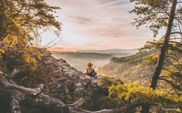 Дерево на обрыве