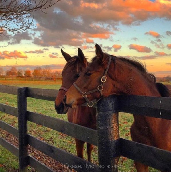 Лошадь в тумане
