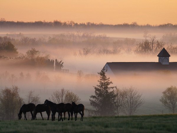 Фэнтези конюшня