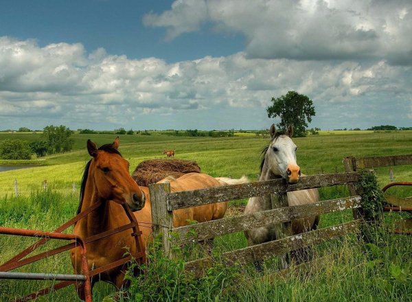 Панорама пастбище