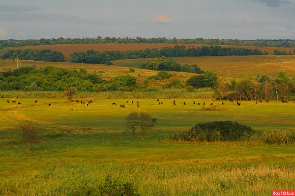 Донская степь Ростовская область
