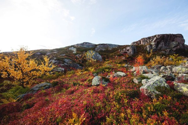 Сопки, тундра Кольский полуостров