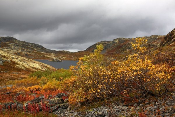 Кольский полуостров Хибины тундры