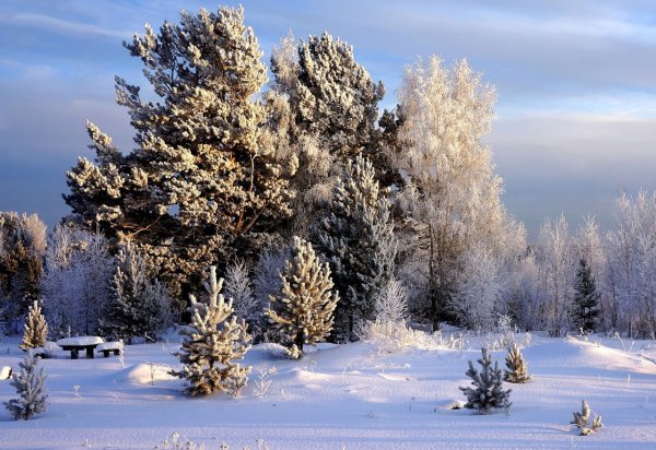 Зимняя природа Сибири