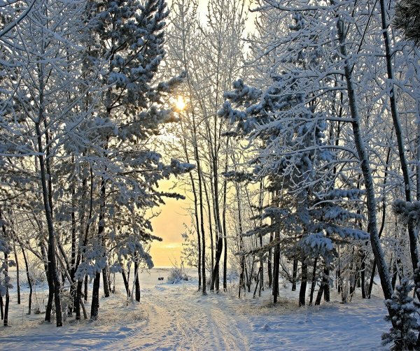 Природа Сибири зимой