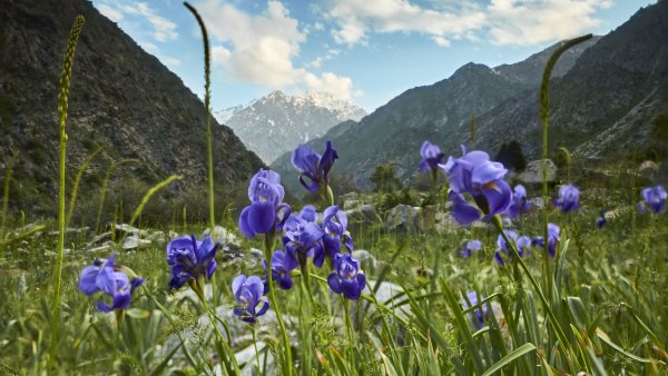 Альпийские Луга Таджикистана