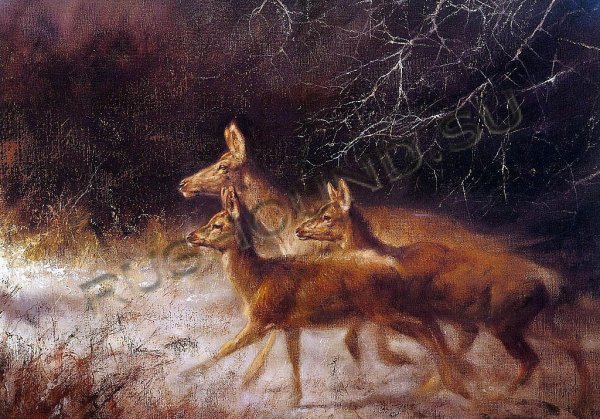 Художник-анималист Даниэль Смит лисы