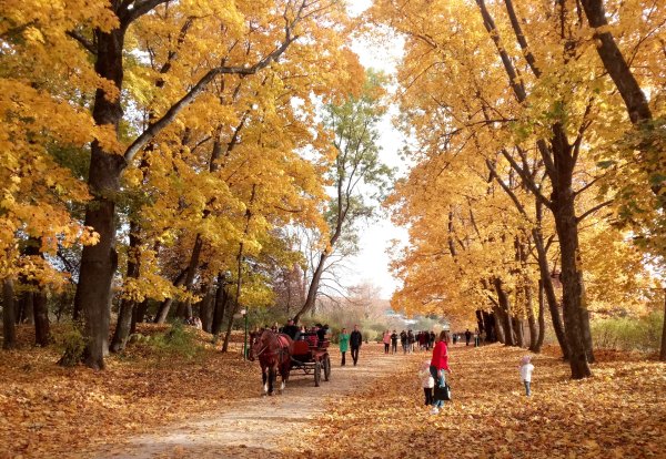 Ясная Поляна Тула осенью