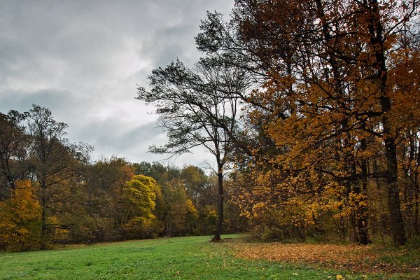 Усадьба Толстого Ясная Поляна природа