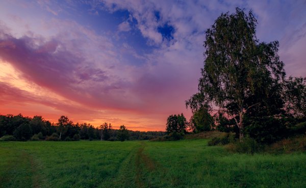 Ясная Поляна поле