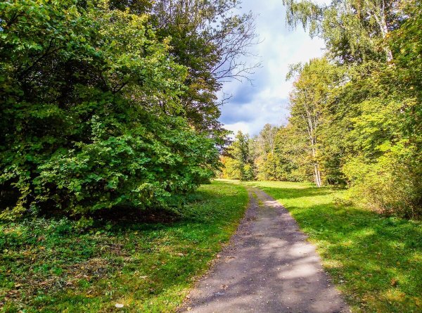 Ясная Поляна Тула дуб