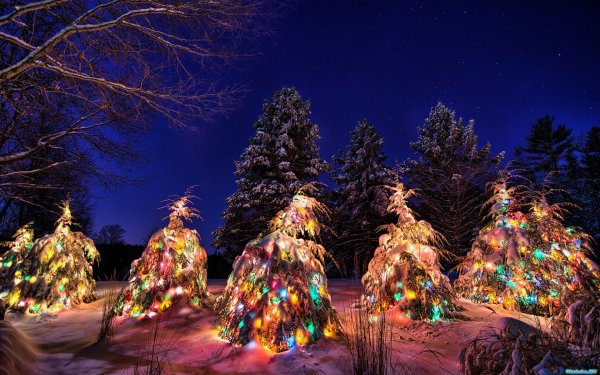 В новогоднем лесу