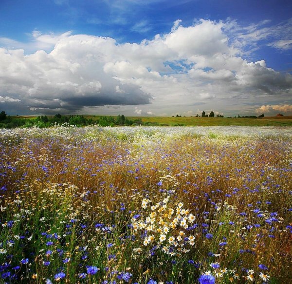 Васильково поле