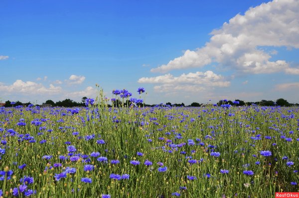Поле Васильков в горах
