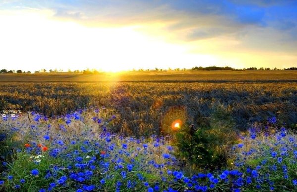 Васильки в степи