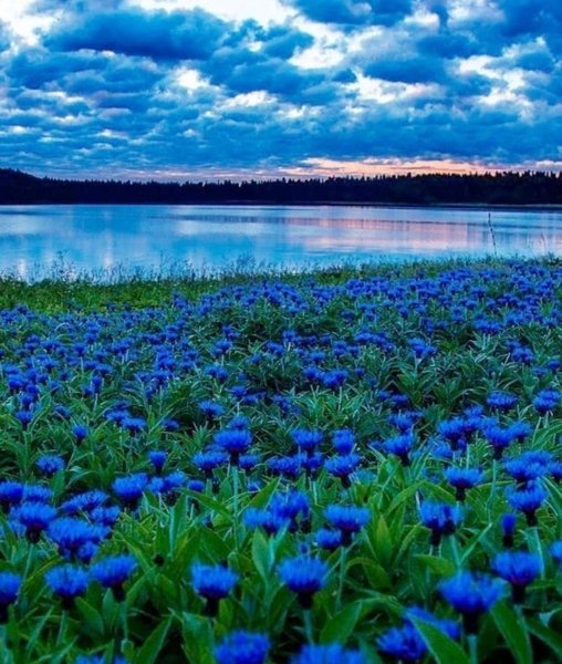 Картинки Васильковое поле анимация