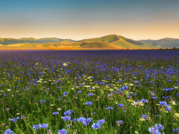 Поле с луговыми цветами