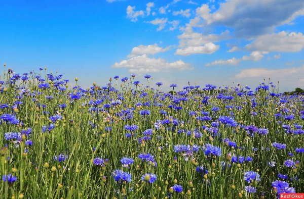 Ромашко Васильковое поле