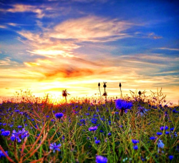 Поле с васильками