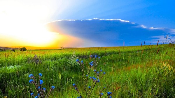 Красота полей русских