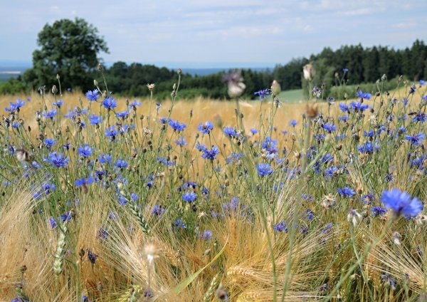 Храм поле Васильков