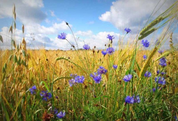 Поле с васильками