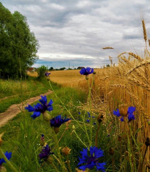 Ромашко Васильковое поле