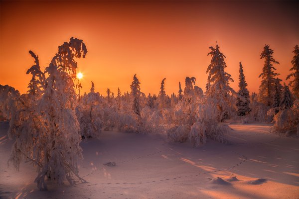 Природа крайнего севера