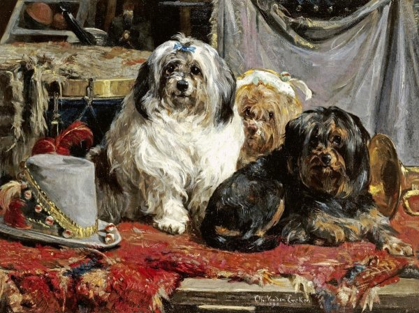 Чарльз Ван ден Эйкен