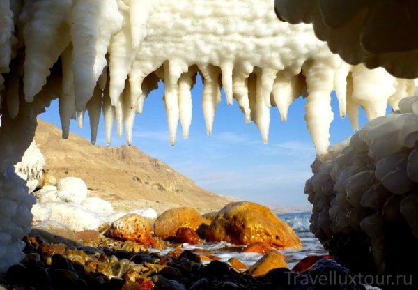 Дерево в Мертвом море