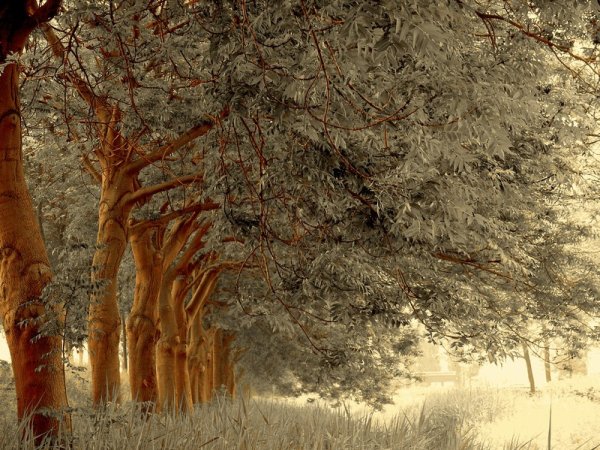 Ларс Ван де ГУР