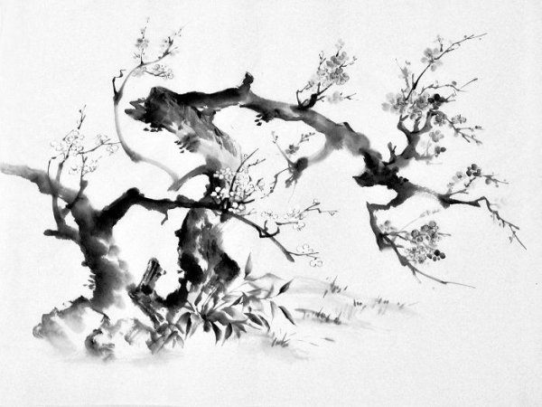 Цветущий абрикос китайская живопись