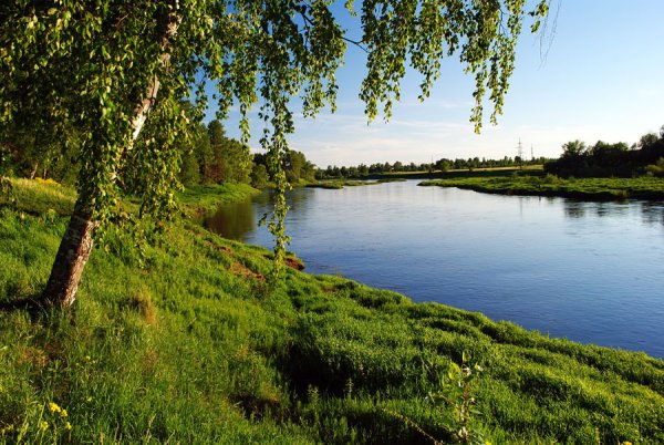 Берег реки березы