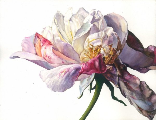 Художница Мари Берк